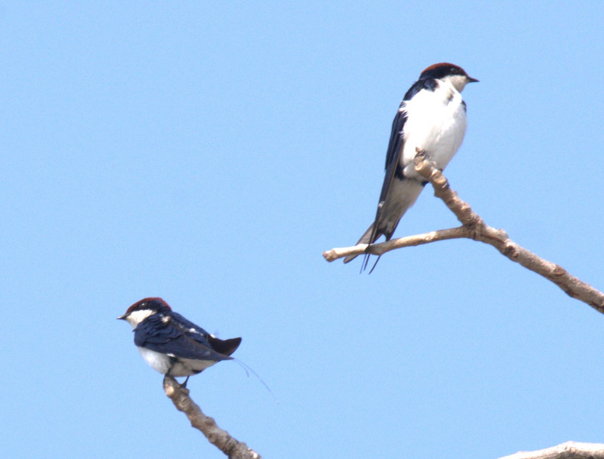 Golondrina Colilarga - ML612144437