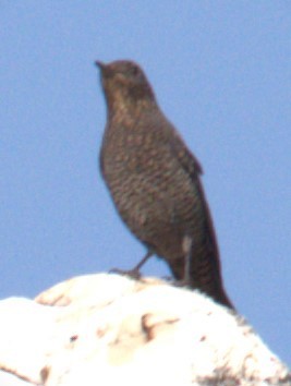 Blue Rock-Thrush - ML612144438