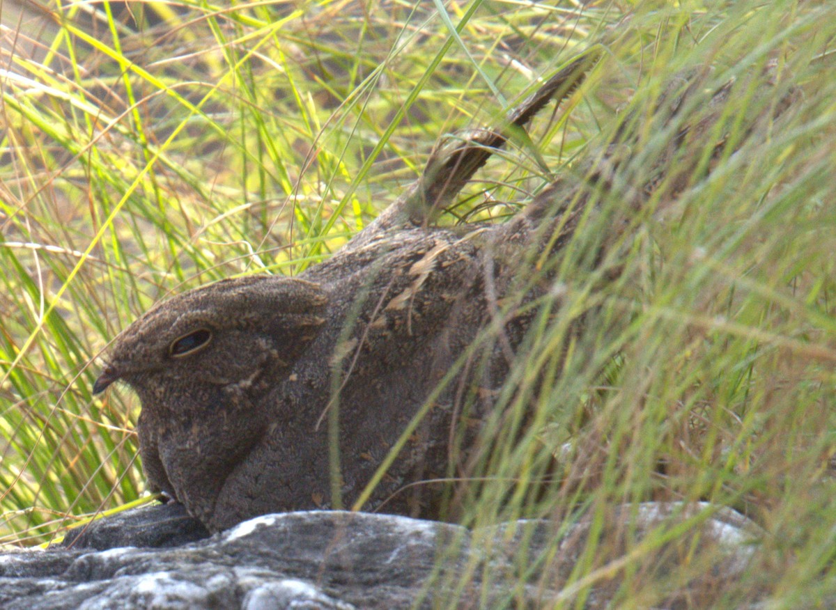 Chotacabras de Sabana - ML612144444