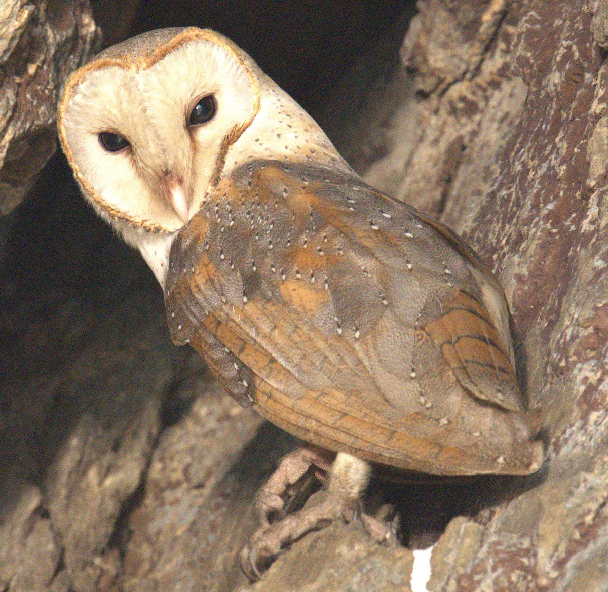 Barn Owl - ML612144448