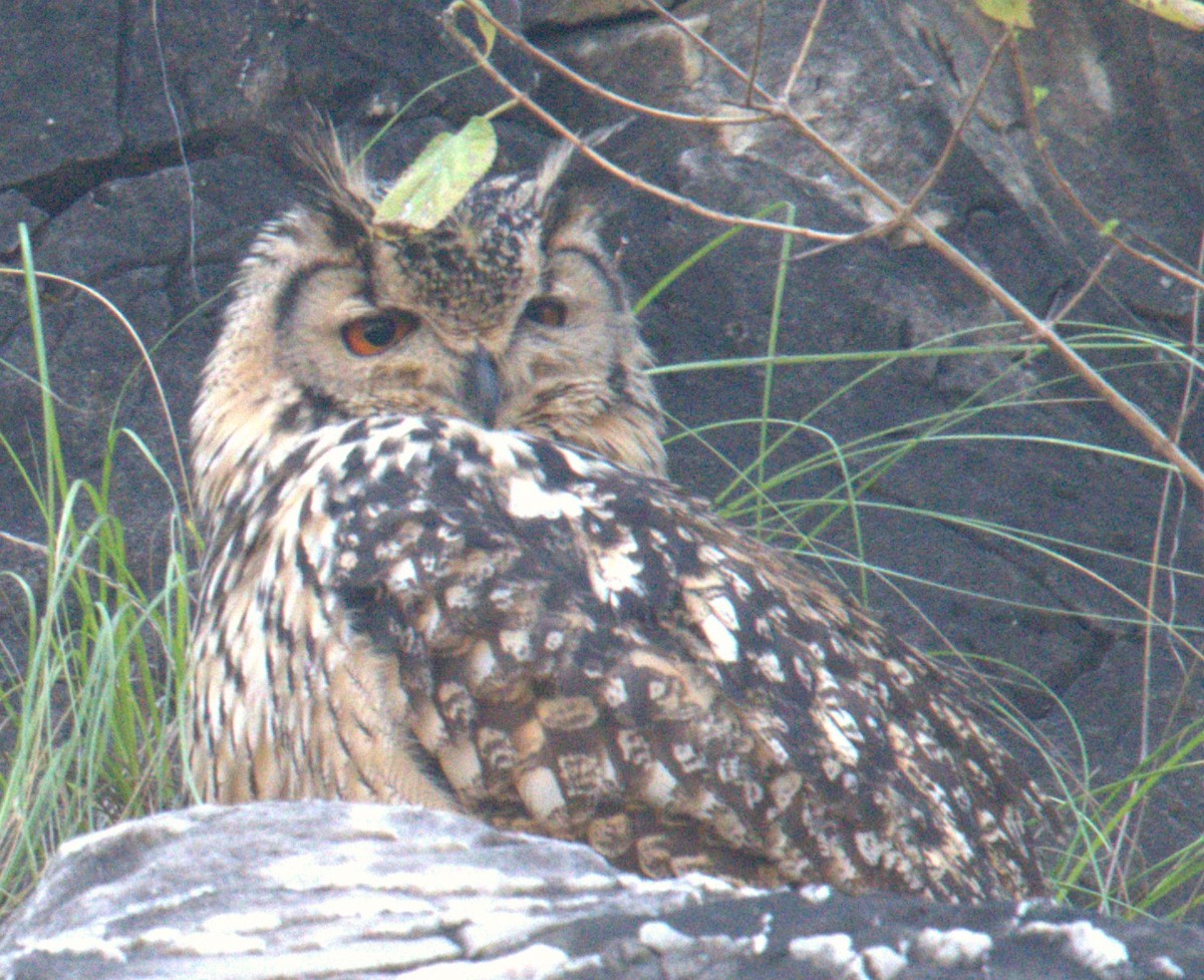 Rock Eagle-Owl - ML612144458