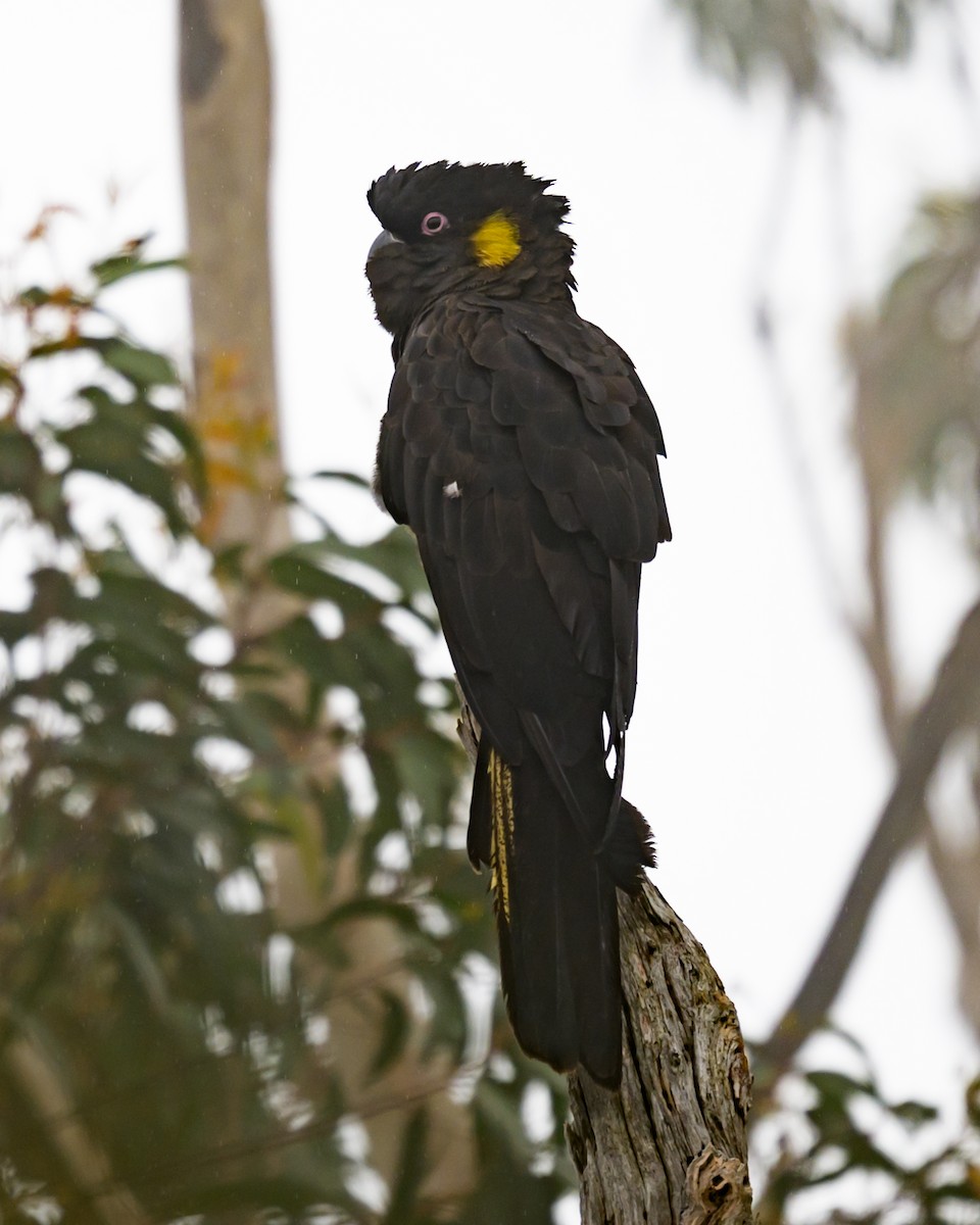 Yellow-tailed Black-Cockatoo - ML612144493