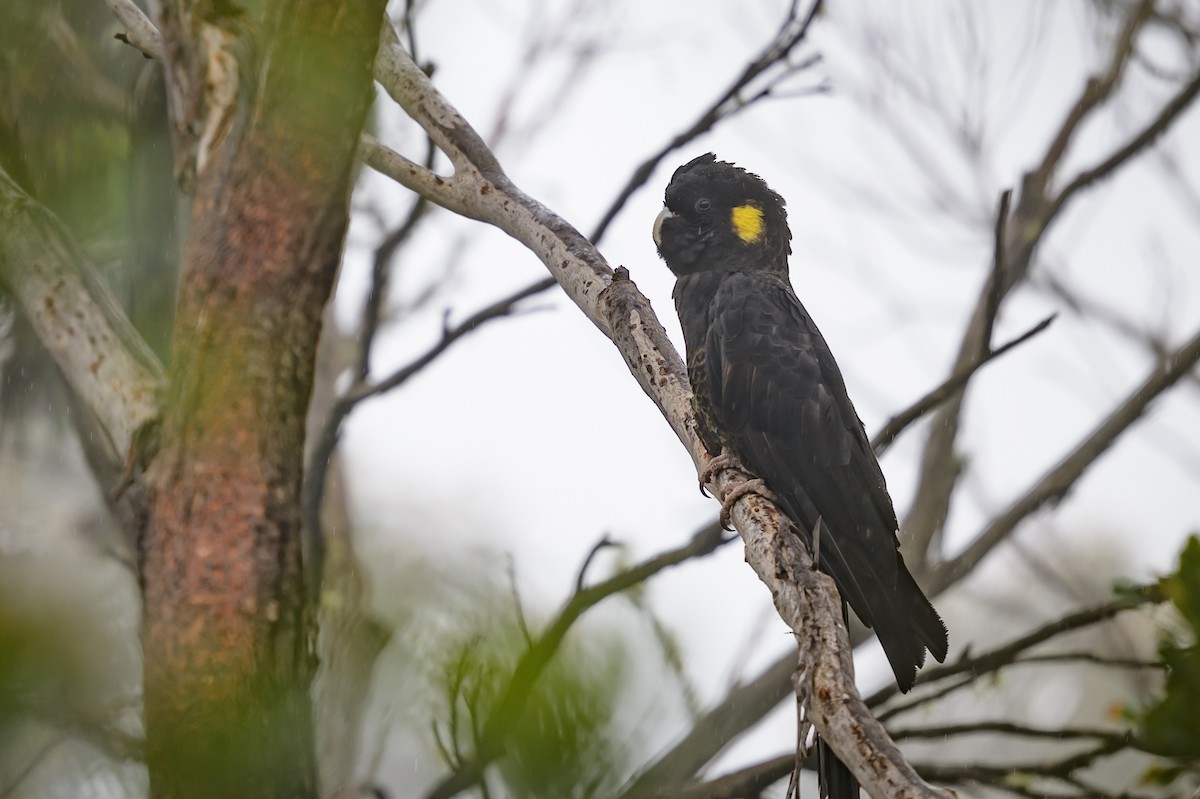 Yellow-tailed Black-Cockatoo - ML612144494