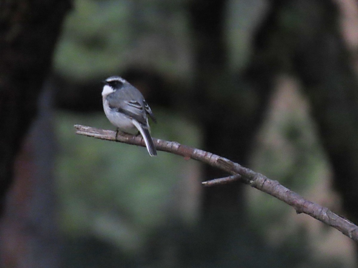 Gray Bushchat - ML612144554