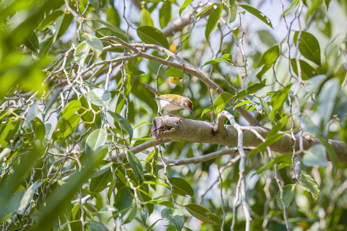 Common Tailorbird - ML612144563