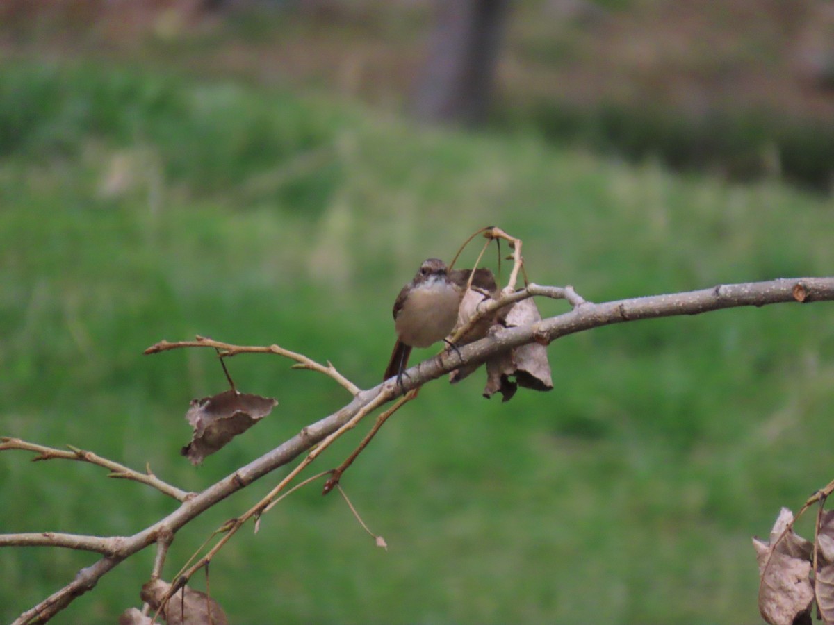 Gray Bushchat - ML612144575