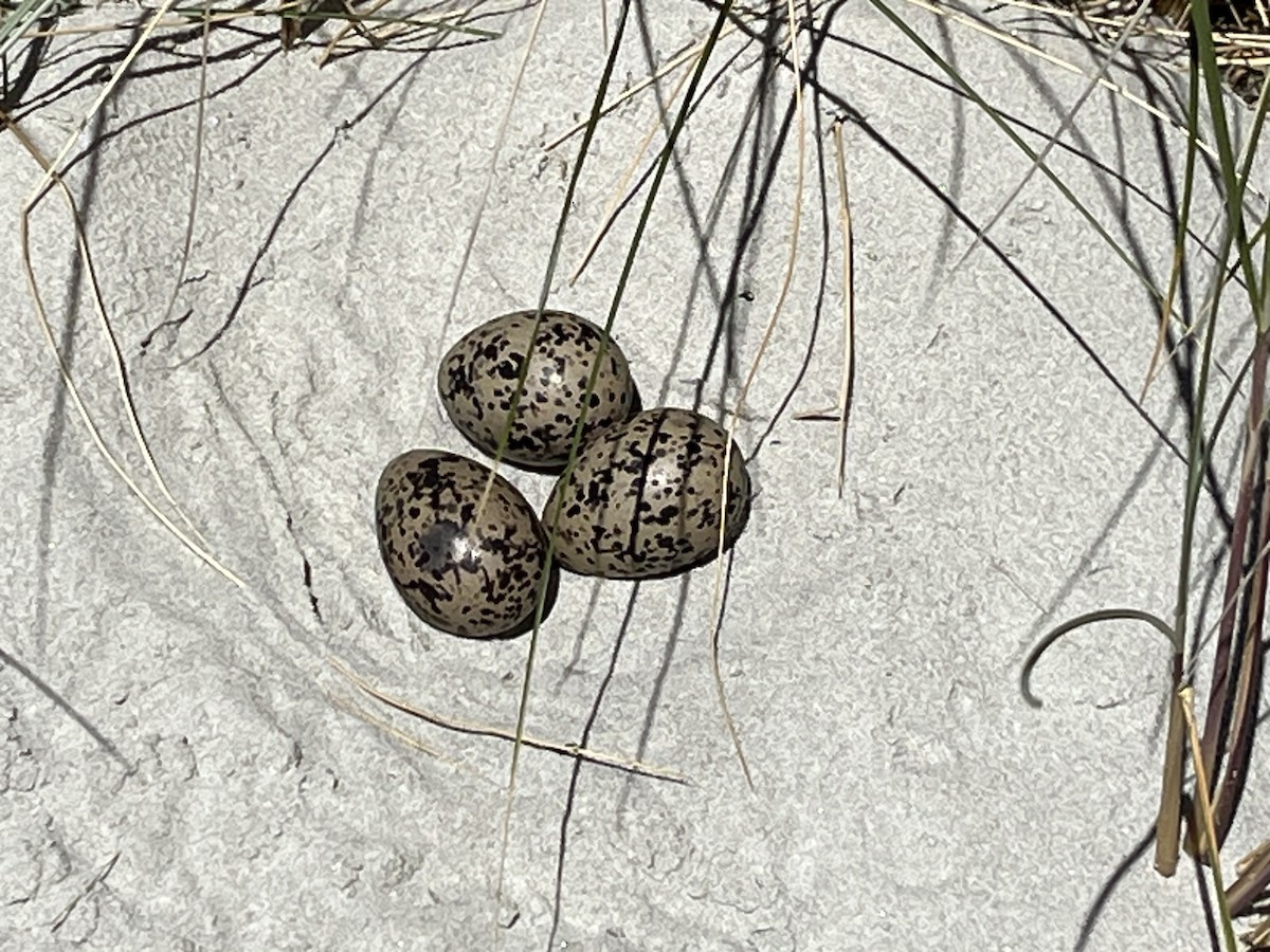 Variable Oystercatcher - ML612144594