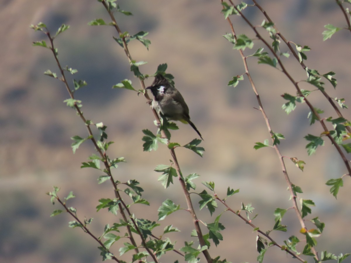 Bulbul à joues blanches - ML612144618