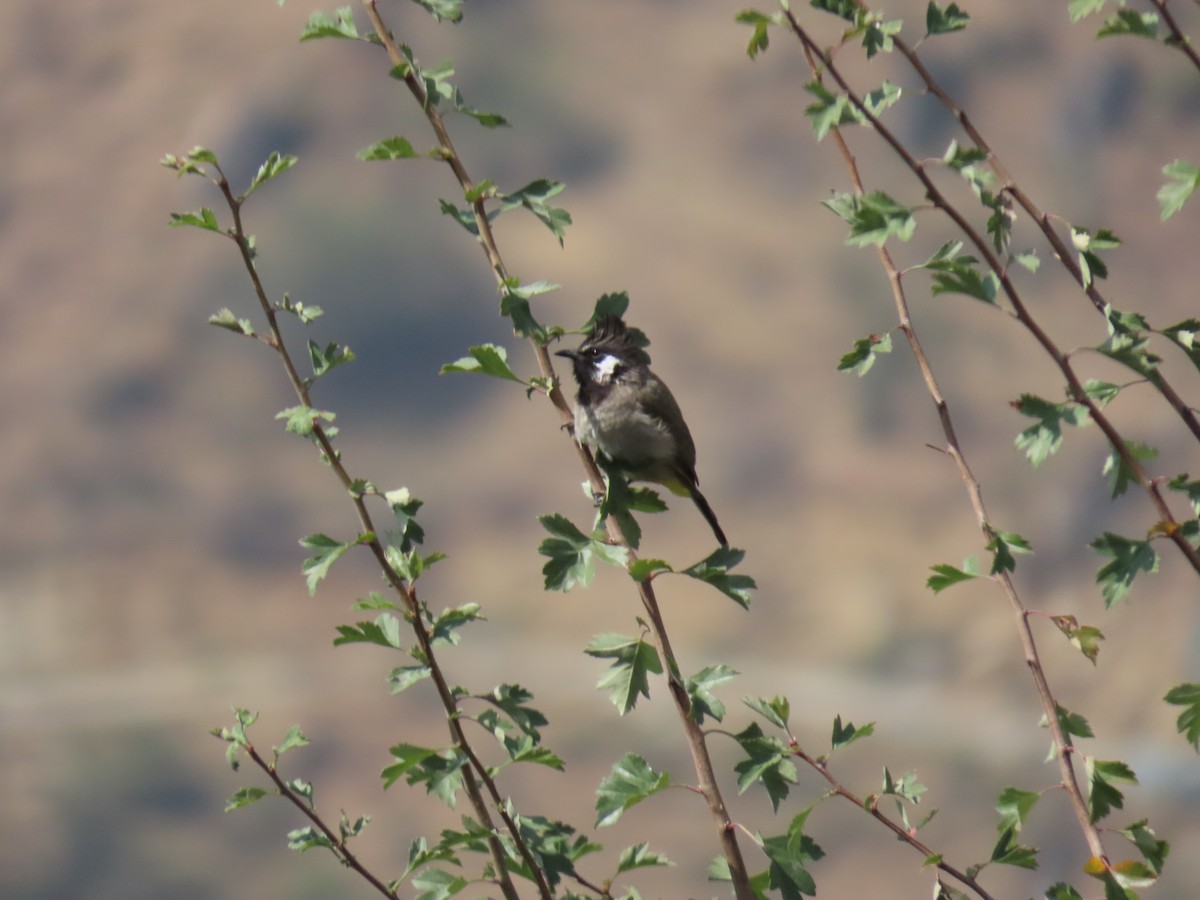 Himalayan Bulbul - ML612144621