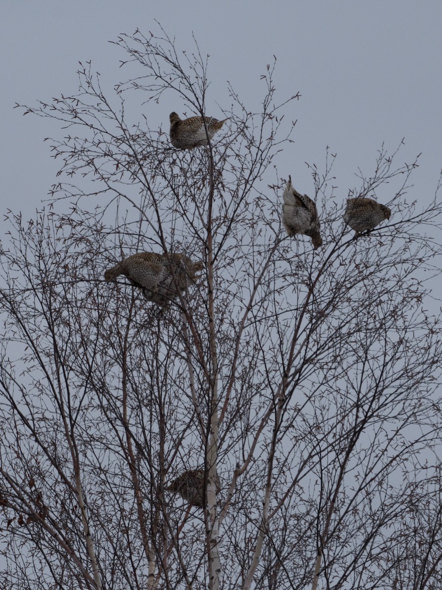 Sharp-tailed Grouse - ML612144719