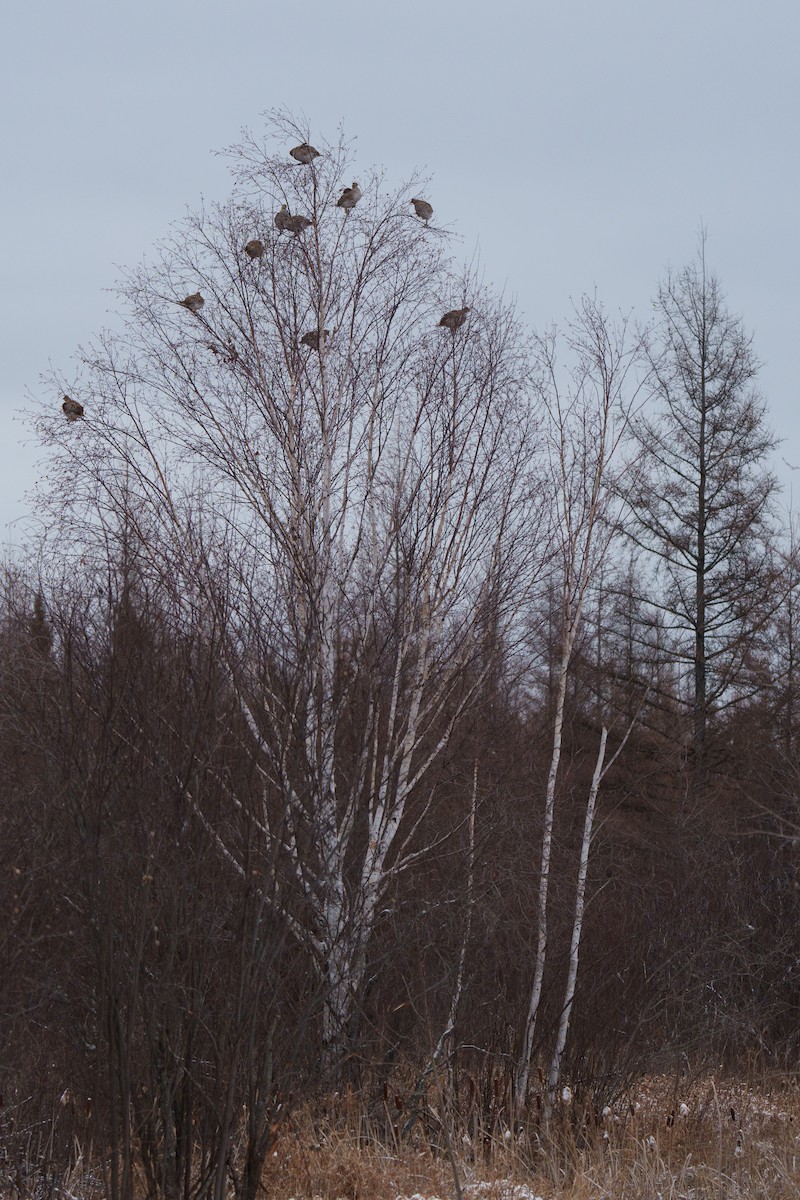 Sharp-tailed Grouse - ML612144720