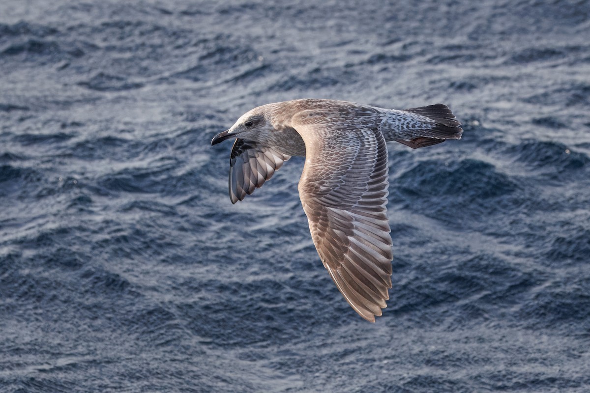 Gaviota Argéntea (americana) - ML612144823