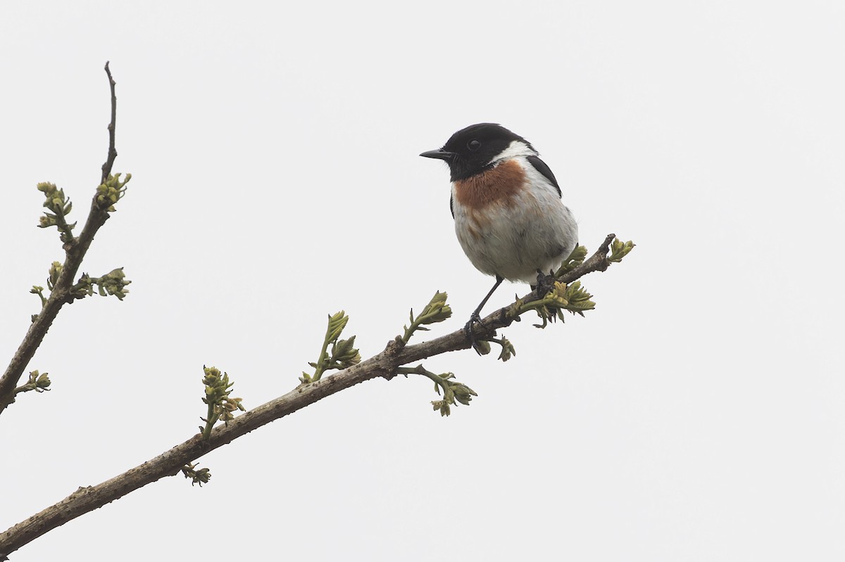 African Stonechat - ML612144857