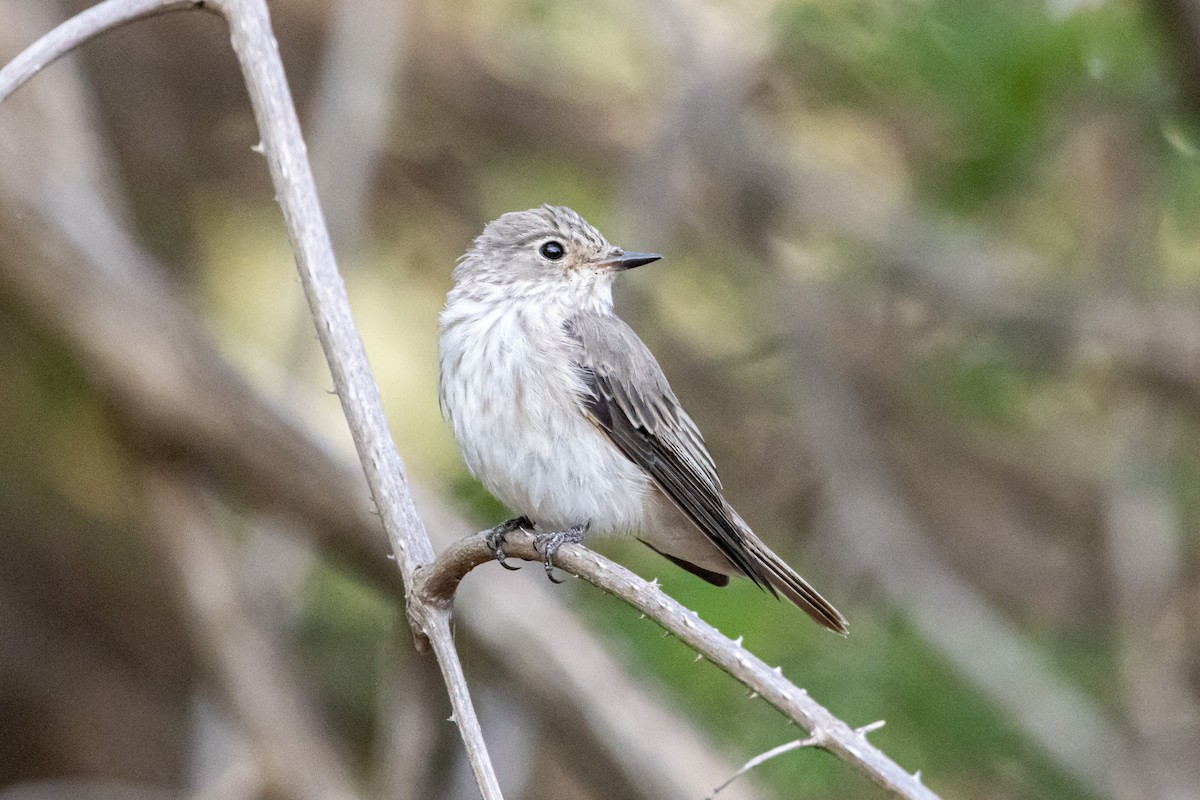 Spotted Flycatcher - ML612144898