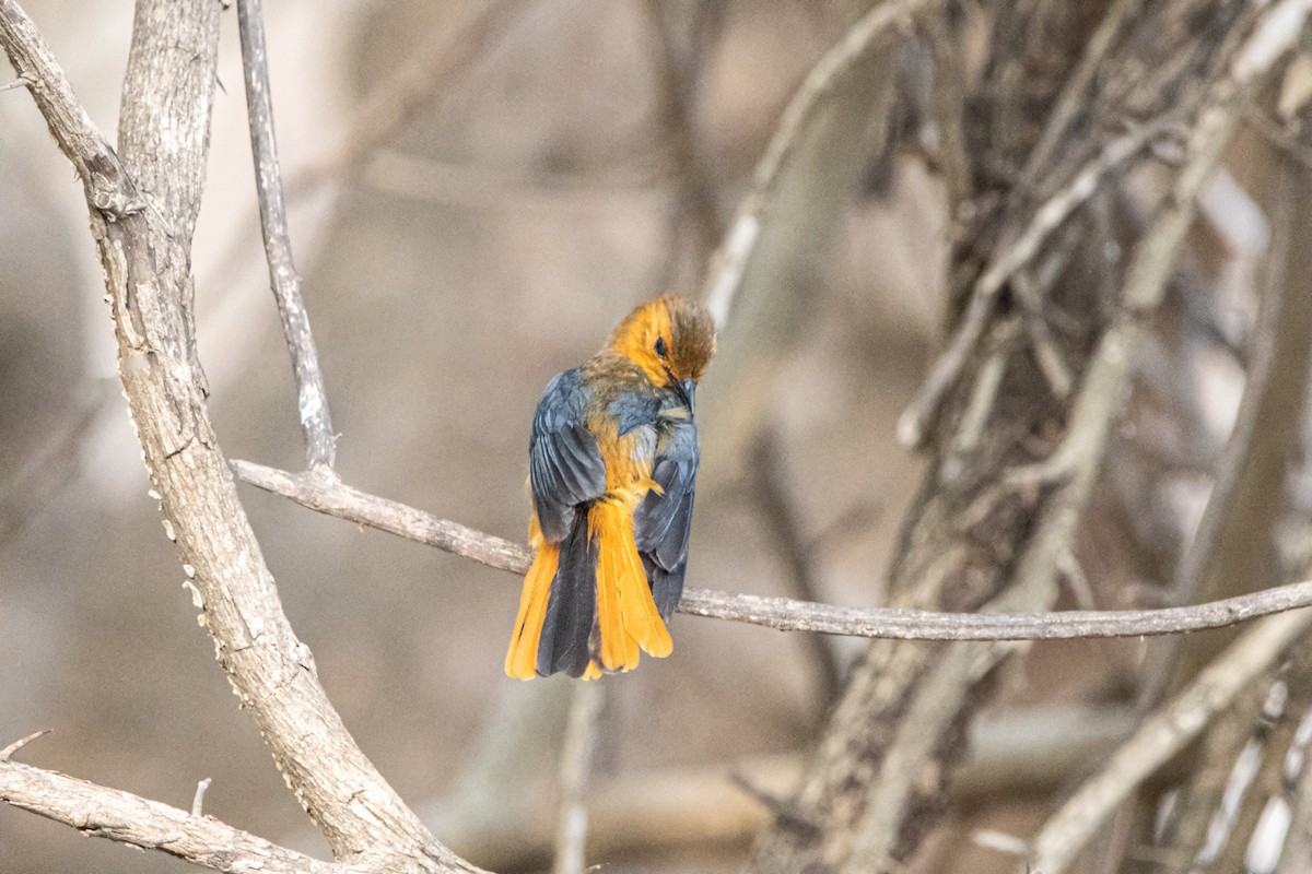 Red-capped Robin-Chat - Damian Newmarch