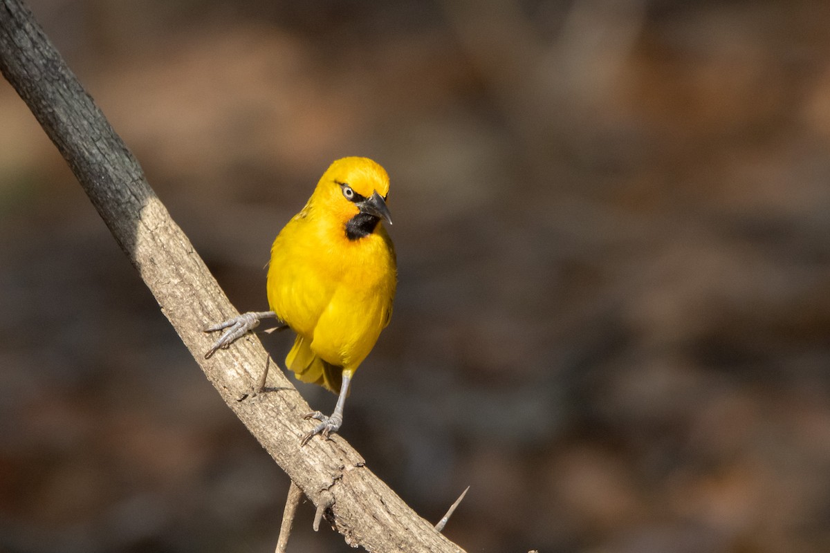 Spectacled Weaver - Damian Newmarch