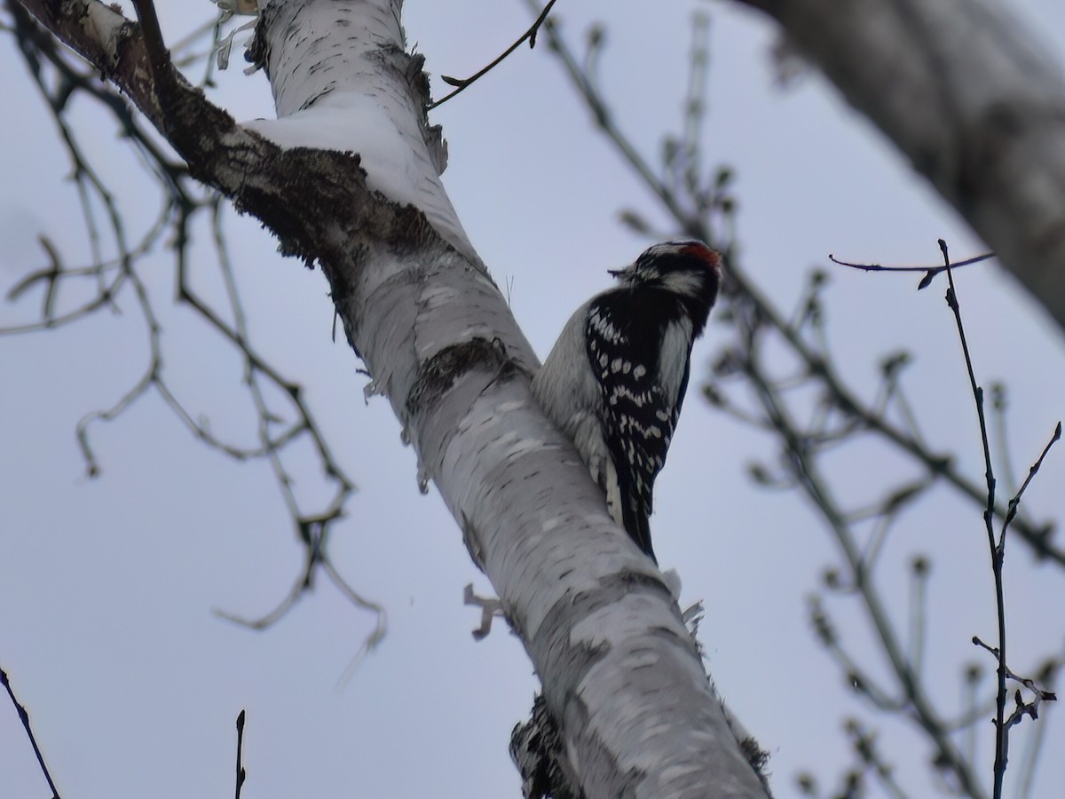 Downy Woodpecker - ML612144917