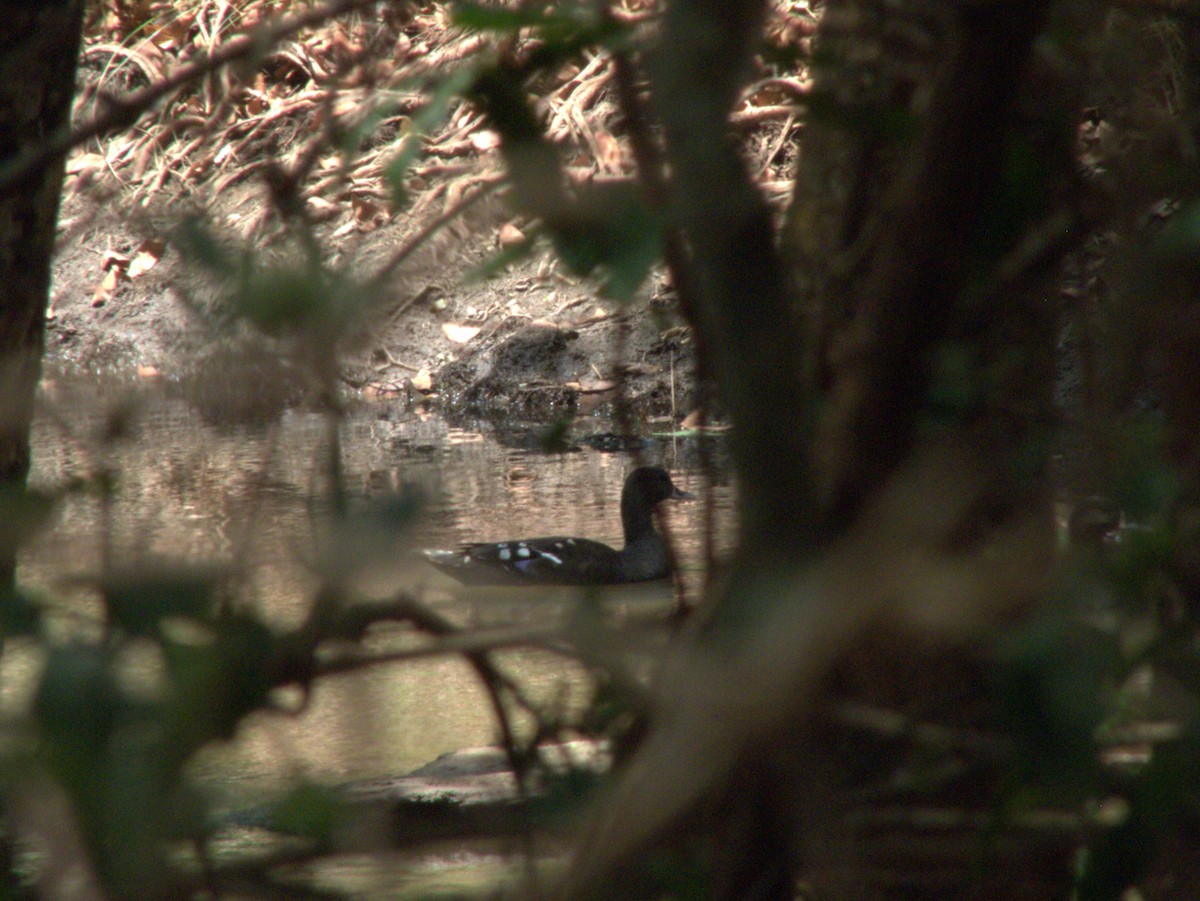 African Black Duck - ML612144945