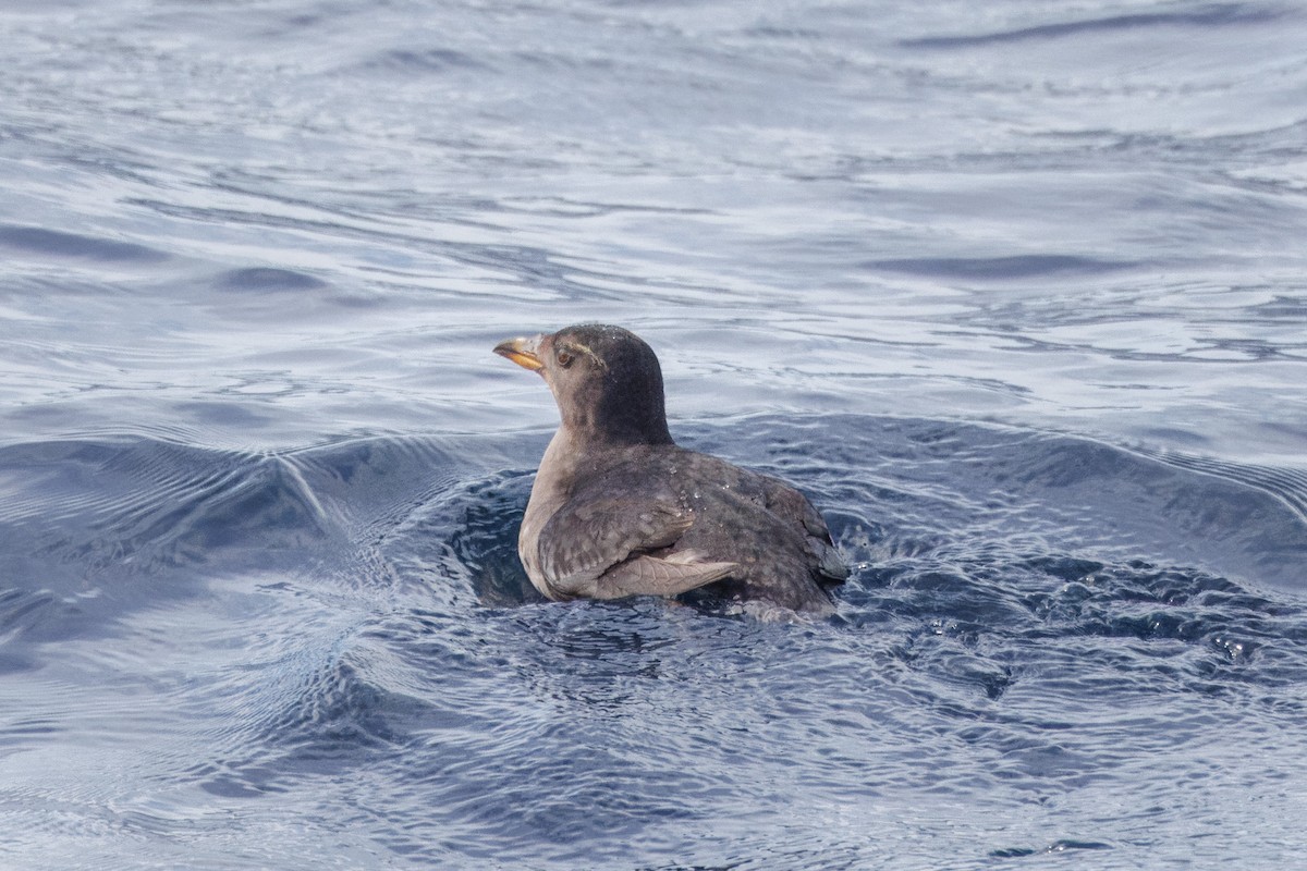 Rhinoceros Auklet - ML612144972