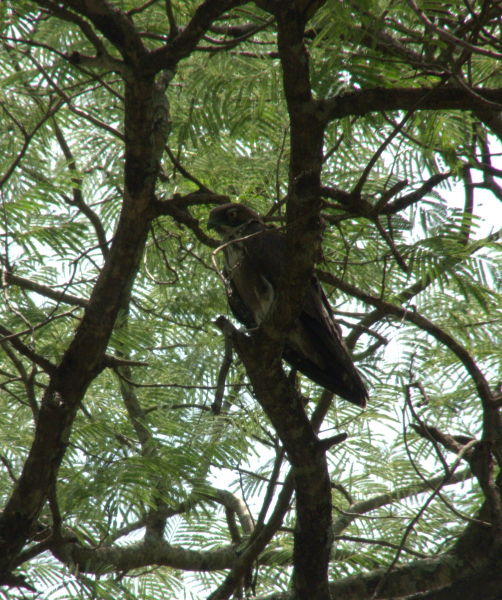 Bat Hawk - ML612144982