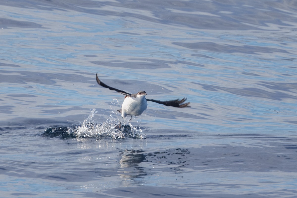 Scripps's Murrelet - John Callender