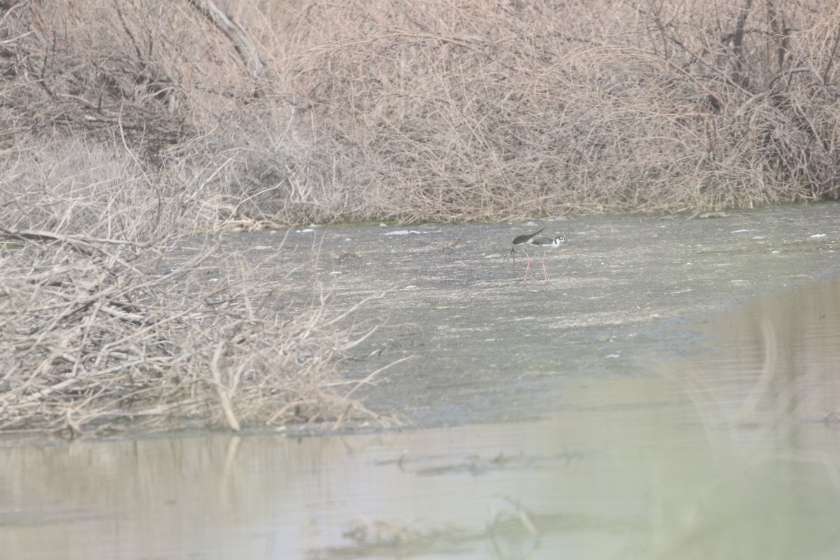 White-rumped Sandpiper - ML612145040