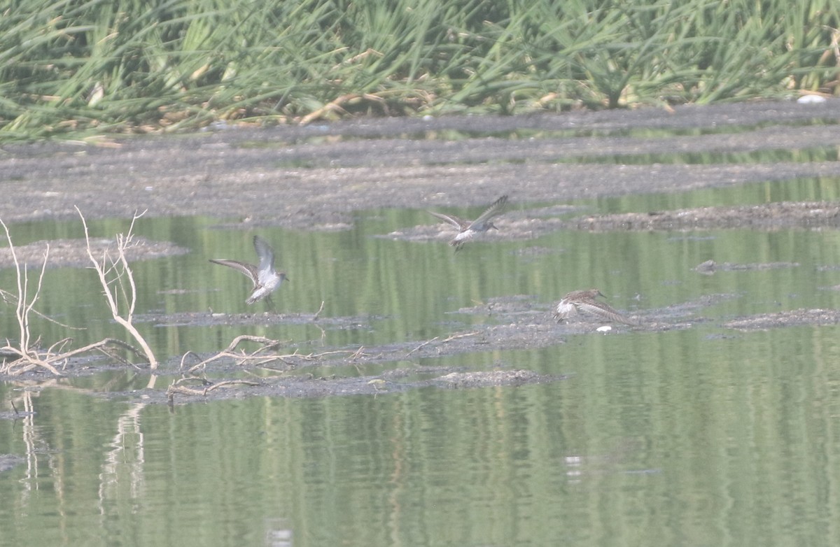 White-rumped Sandpiper - ML612145062