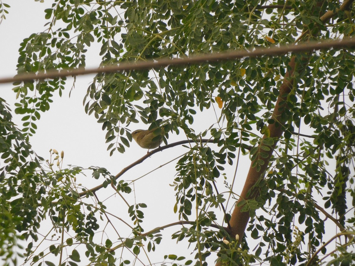 Greenish Warbler - ML612145074