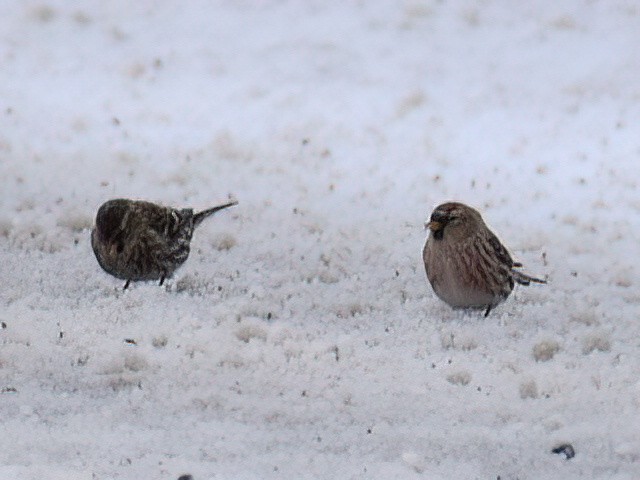 Common Redpoll - ML612145102