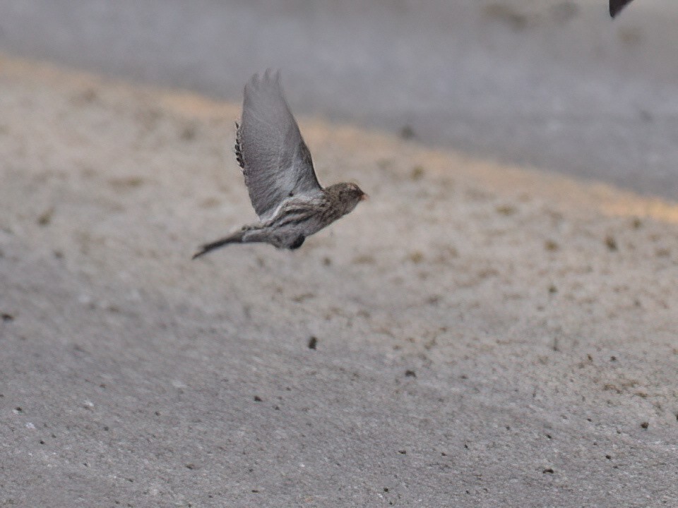 Redpoll (Common) - ML612145109