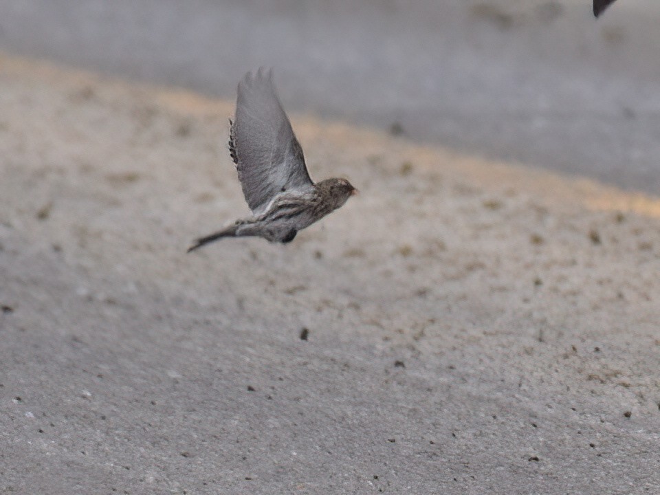 Common Redpoll - ML612145109