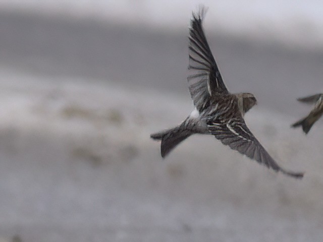Redpoll (Common) - ML612145114