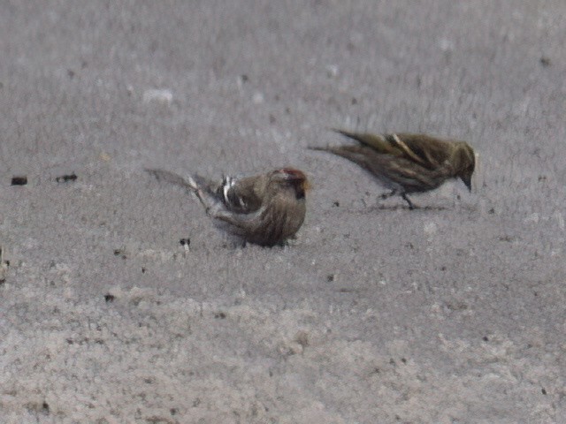 Redpoll (Common) - ML612145117