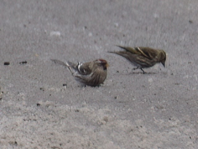 Common Redpoll - ML612145117