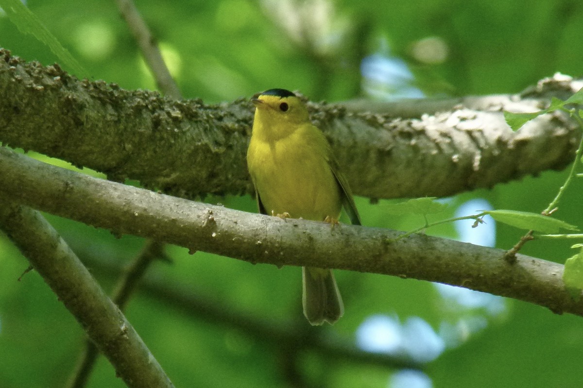 Wilson's Warbler - Dave Williams