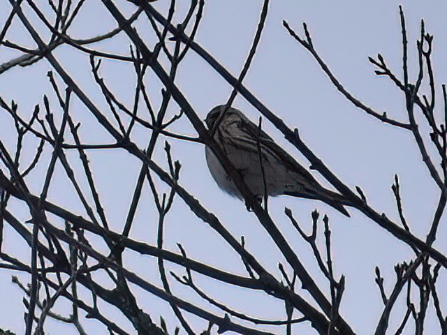 Redpoll (Common) - ML612145162