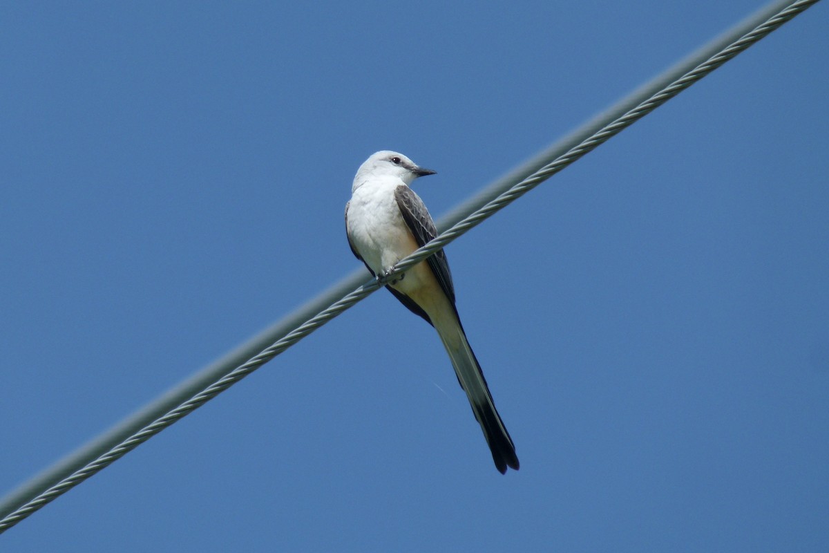 Scissor-tailed Flycatcher - ML612145164