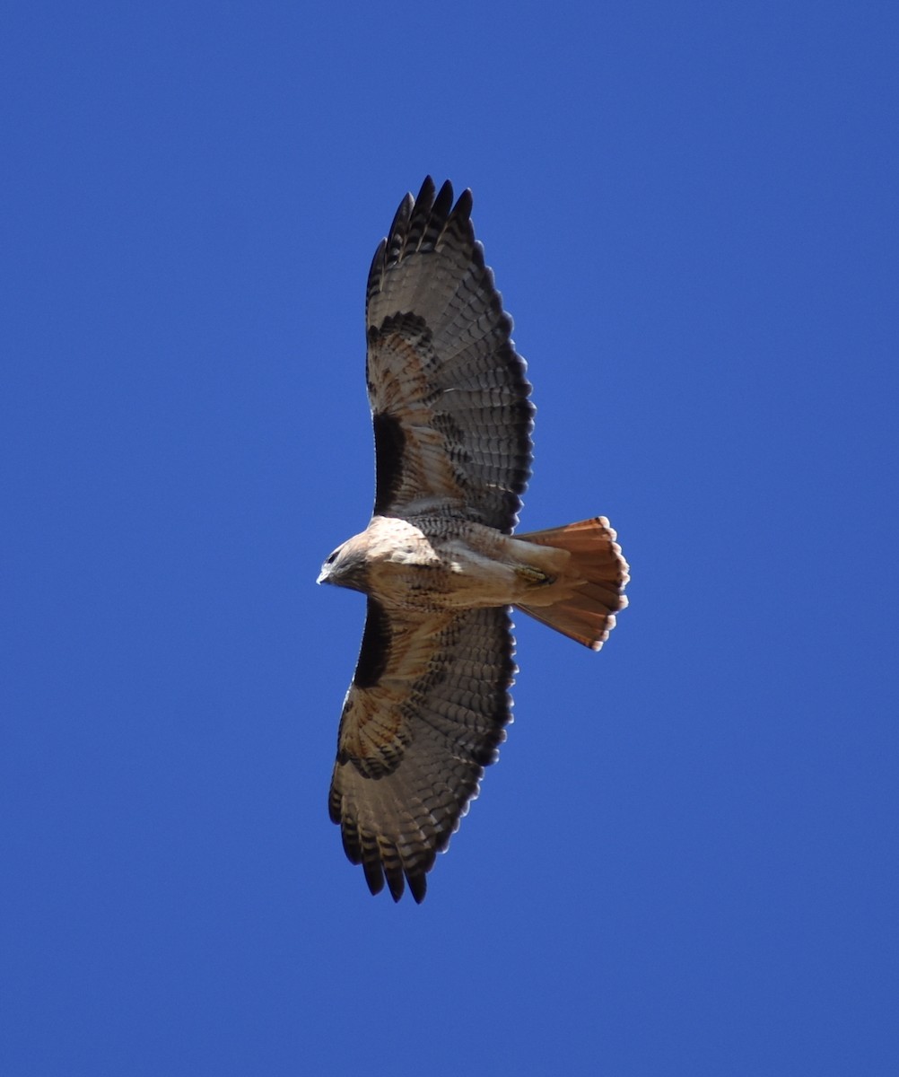 Red-tailed Hawk - ML612145179