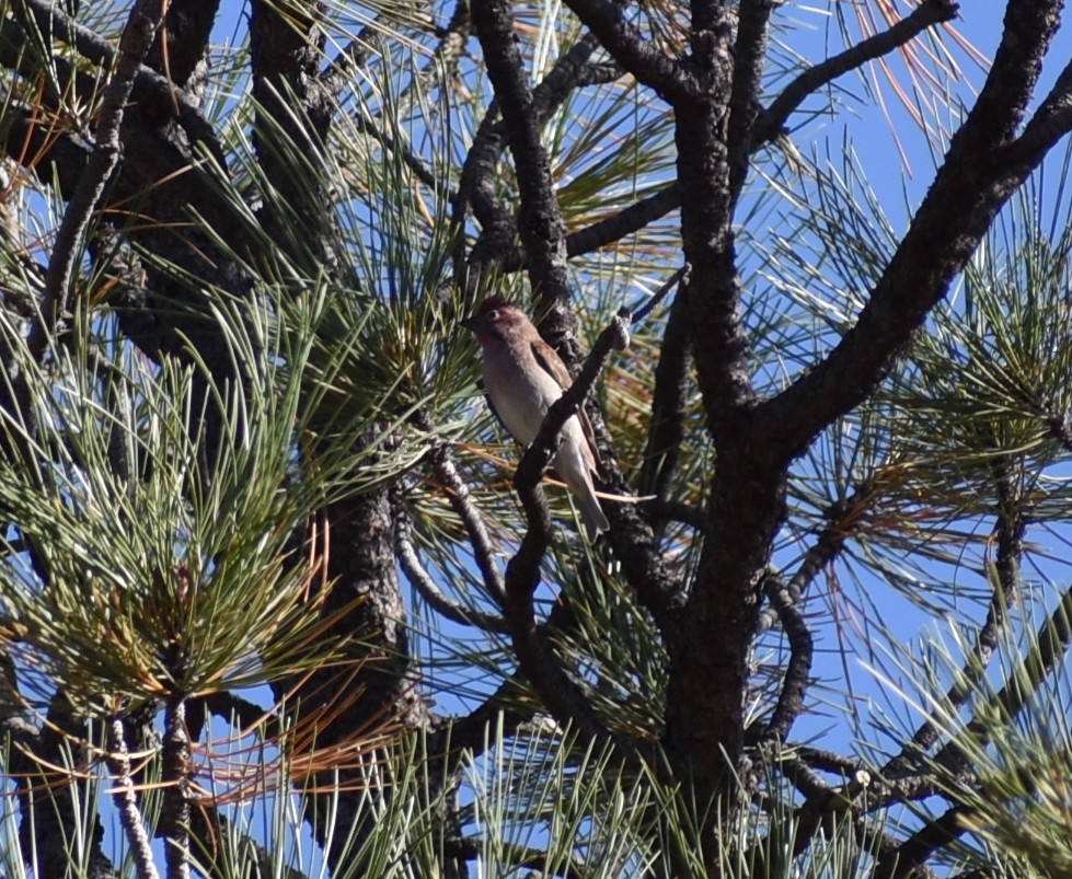 Cassin's Finch - ML612145181