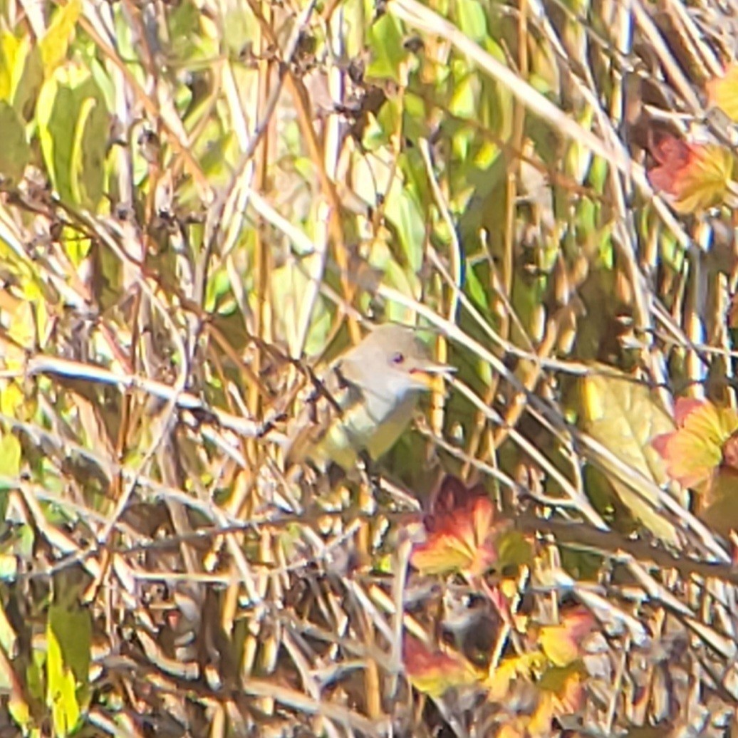 Dusky-capped Flycatcher - ML612145183