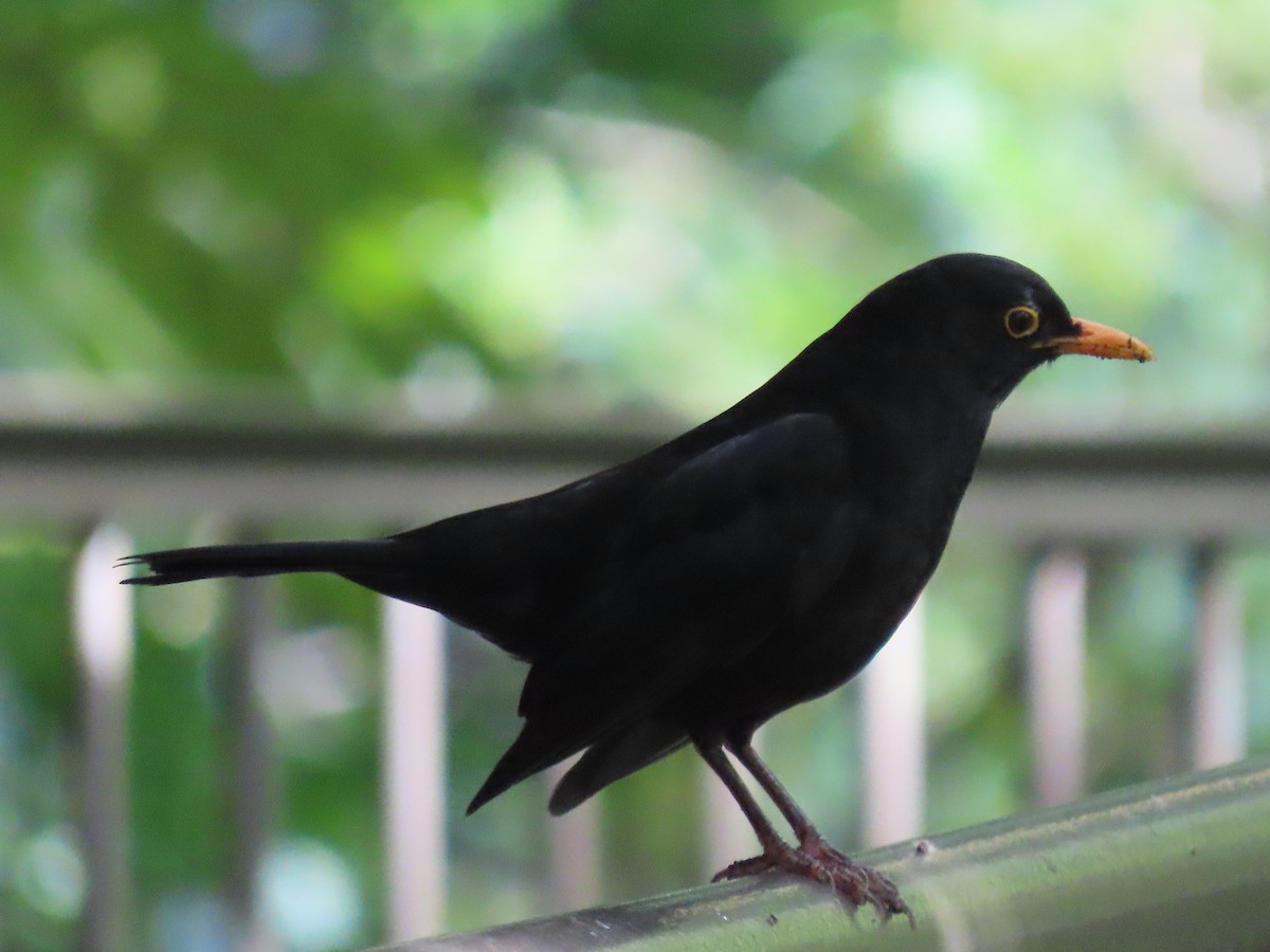 Eurasian Blackbird - ML612145198