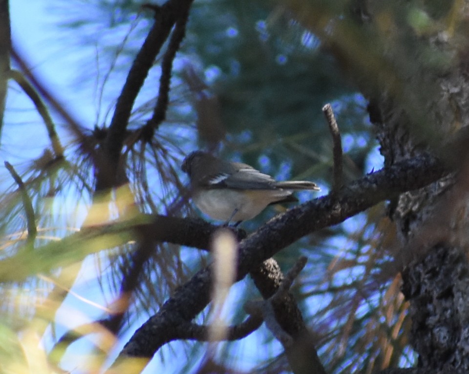 Plumbeous Vireo - M. Rogers