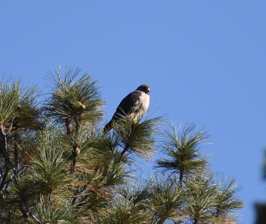 Red-tailed Hawk - ML612145213