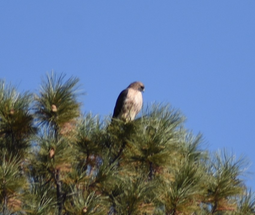 Red-tailed Hawk - ML612145214