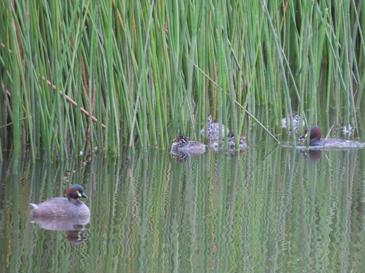 Australasian Grebe - ML612145307