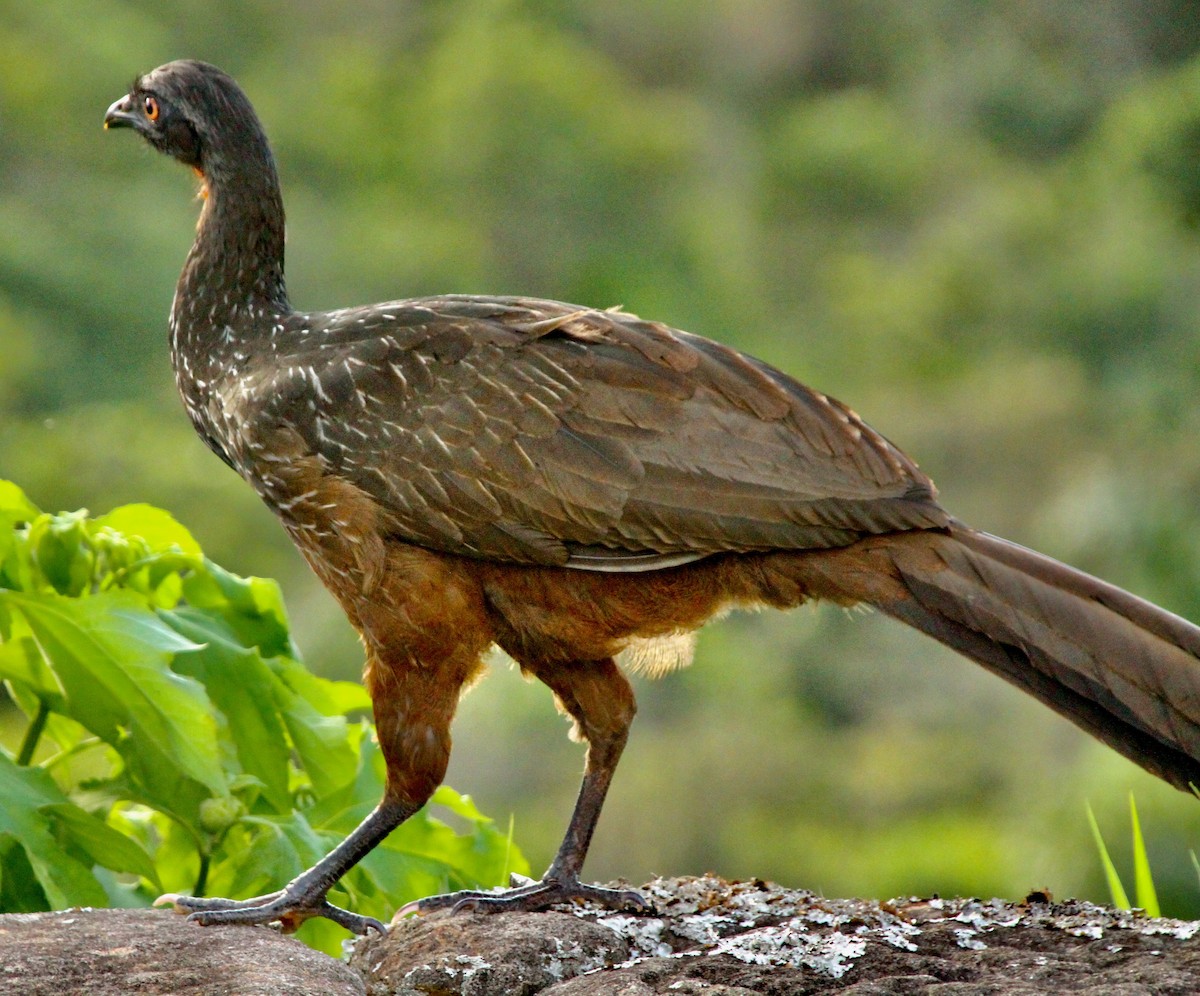 Dusky-legged Guan - ML612145320