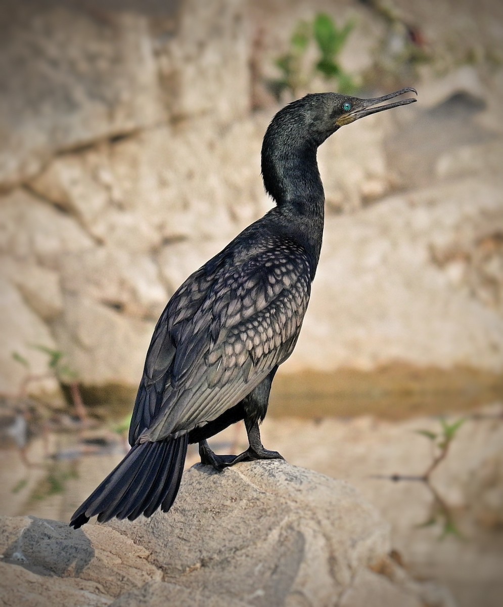 Indian Cormorant - Shamik Sathe