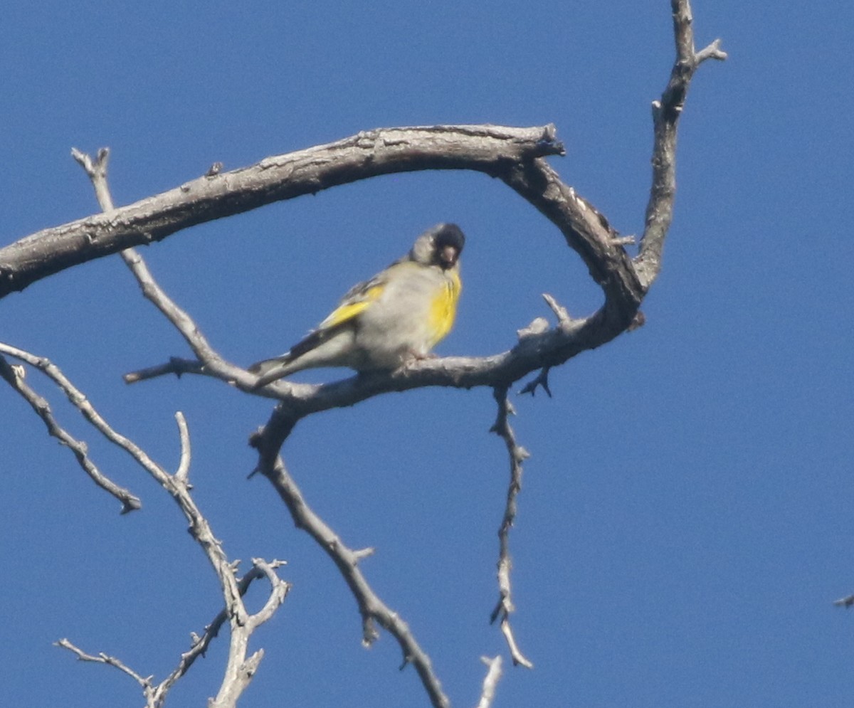 Lawrence's Goldfinch - ML612145387