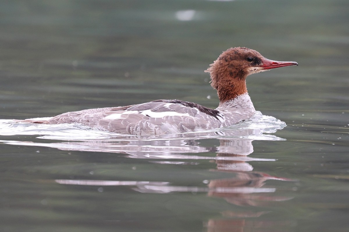 Common Merganser - ML612145415