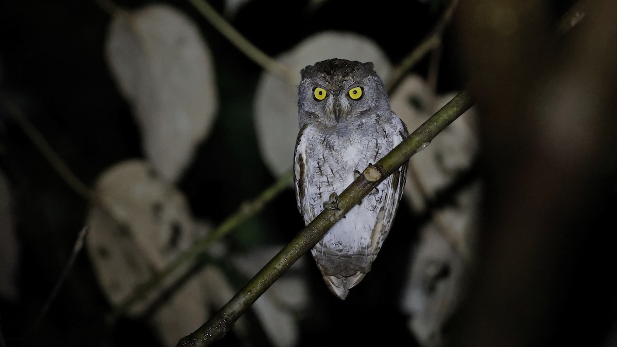 Oriental Scops-Owl - ML612145443